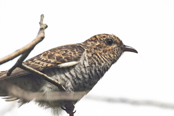 Juvenile Brush Cuckoo in Queensland Australia