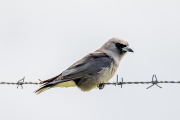 Black-faced Woodswallow in Queensland Australia