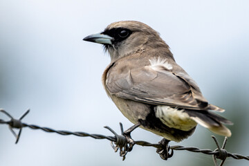 Black-faced Woodswallow in Queensland Australia