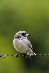 Black-faced Woodswallow in Queensland Australia