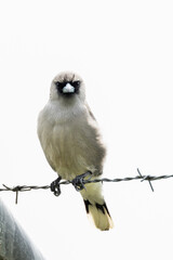Black-faced Woodswallow in Queensland Australia