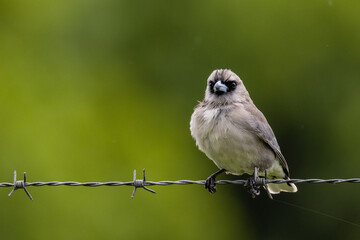 Black-faced Woodswallow in Queensland Australia