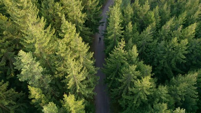 Top view of dark green forest landscape wallpaper art. Aerial nature scene of pine trees and asphalt road banner design. Countryside path trough coniferous wood form above. Adventure travel background