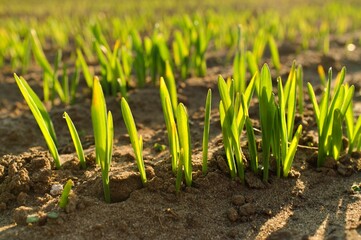 wheat grass growing in the soil macro close up
