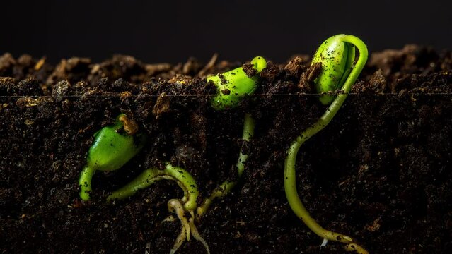 Soy beans sprouting from soil time lapse on black