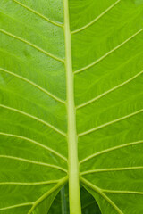 Closeup of large tropical leaf with water droplets