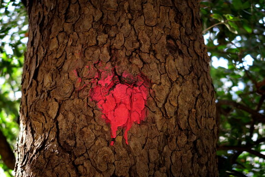Coeur rouge peint sur le tronc d'un arbre.