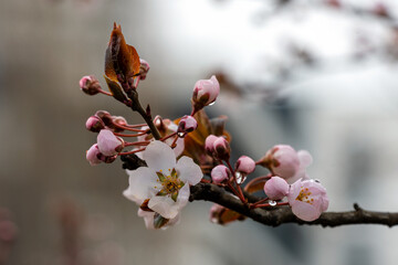 Blooming apricot tree. Soft focus. Spring colors of nature.