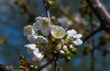 Blooming cherry tree. Soft focus. Spring colors of nature.