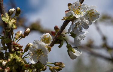 Blooming cherry tree. Soft focus. Spring colors of nature.