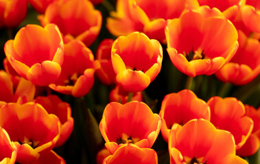 Red flowers tulips in the park.