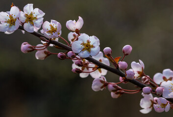 Blooming apricot tree. Soft focus. Spring colors of nature.