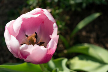 Close up on pink tulips, tulipa