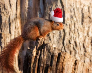 Schilderijen op glas Red squirrel wearing a Santa hat for Christmas © rhoenes