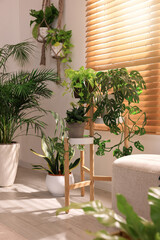 Fototapeta na wymiar Cozy room interior with different beautiful houseplants near window