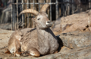 Mountain goat portrait in nature.