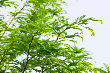Tamarind ,(Tamarindus indica) green leaves
