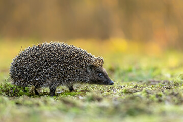 Cute hedgehog in autumn forest