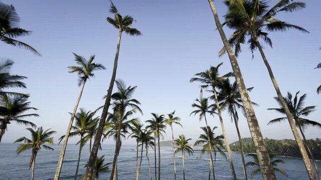 Coconut Tree Hill, Mirissa, Sri Lanka. Perfect palm trees and ocean views from the peninsula