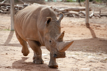 Obraz premium Large rhinoceros runs with its horn pointing towards the camera, a symbol of strength and danger