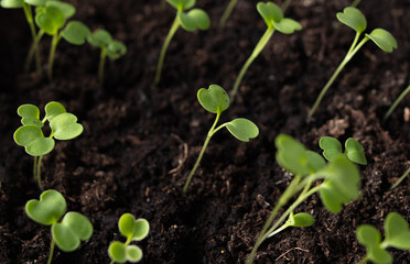 Small green sprouts of seedlings in the ground