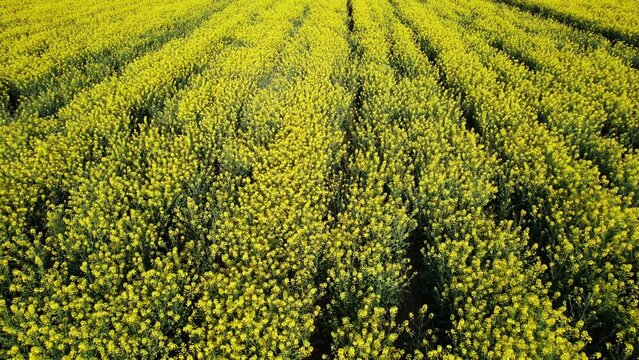Aerial view over a crop of Rapeseed on a bright sunny day