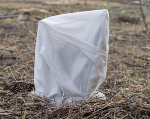 Roses wrapped in material for wintering in the garden.