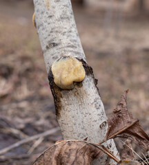 Stump from a cut branch on a tree.