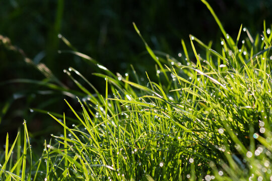 dew drops on the grass in the natural environment. wet green plants outdoor. spring fresh nature background