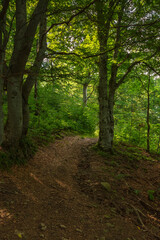 path through beech forest. beautiful outdoor nature scene. green landscape concept. travel background in dappled light on a sunny day