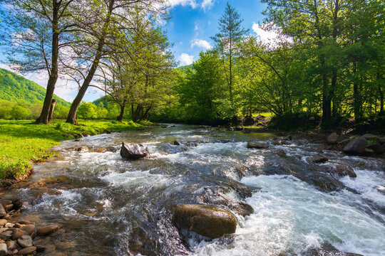 mountain river runs through the green valley. water flows along the shore with trees and grassy meadow. relaxing summer nature background in morning light. sunny scenery with clouds on the blue sky
