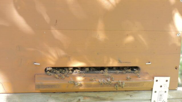 Bees flying in and out from beehive during their another busy day. Apiculture