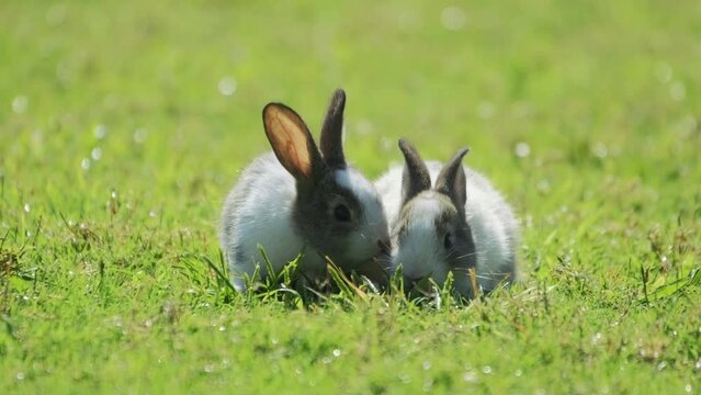 Group of healthy lovely baby bunny easter rabbits on nature background. Cute rabbits sniffing, looking around, Lovely mammal. Symbol of easter day. slow motion.4k