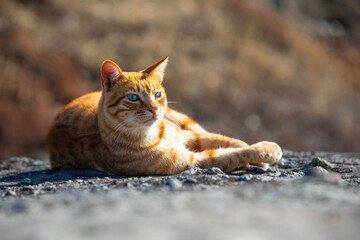 red car laying outdoors on the rock