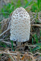 Summer in the forest growth of wild fungus, mushrooms