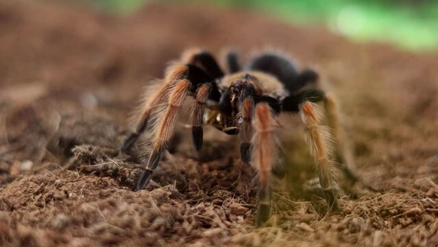 Portrait of giant spider avicularia.
Close-up of big avicularium spider on ground in aquarium