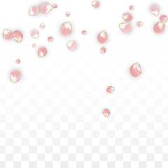 Pink Vector Realistic Petals Falling on Transparent Background.  Spring Romantic Flowers Illustration. Flying Petals. Sakura Spa Design. Blossom Confetti. Design Elements for Wedding Decoration.
