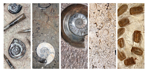 Set of vertical or horizontal banners with petrified fossil starfishes, trilobites, shells of goniatites © frenta