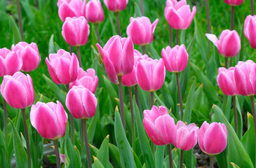 Close-up of pink tulips growing in the city park