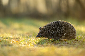 Cute hedgehog in the forest