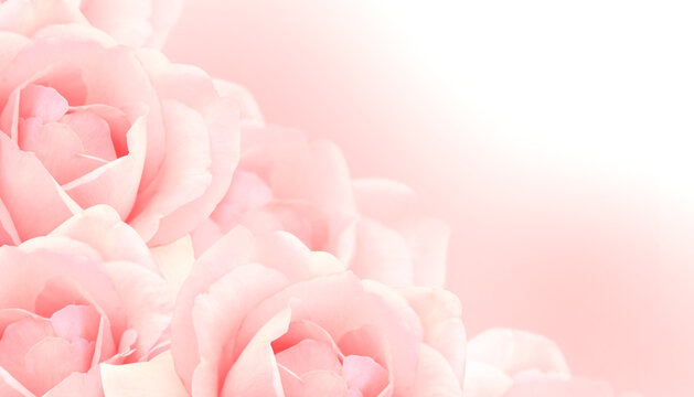 Blurred horizontal background with a bouquet of roses of pink color. Copy space for text