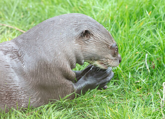 Giant otter (Pteronura brasiliensis) otter is eating a fish