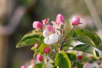 Close up of red white blossoming apple tree flowers in an orchard in fruit growing region Lindau-Bodensee in Germany