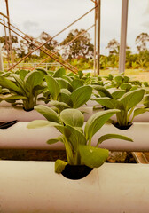 hydroponic plantation of mustard plants using pipes