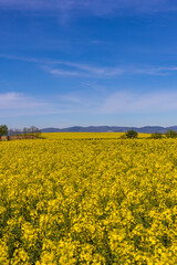 Fototapeta premium Champ de colza sous un grand ciel bleu en France, agriculture a l'air libre