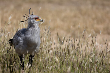 secretary bird in the wild