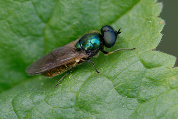 Soldier fly (Chloromyia formosa) on a leaf