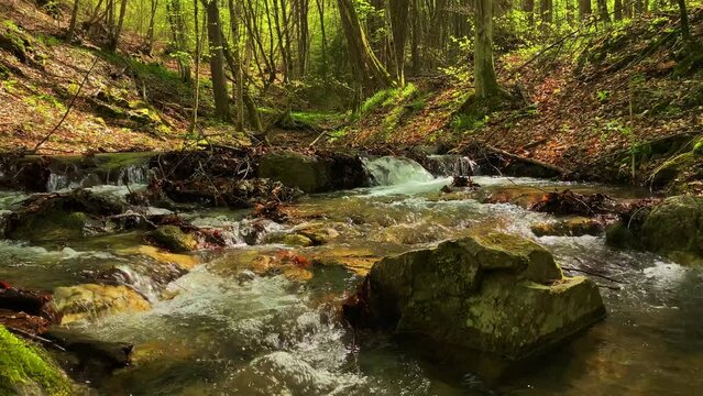 Calm river in European forest with lots of greenery and tranquility