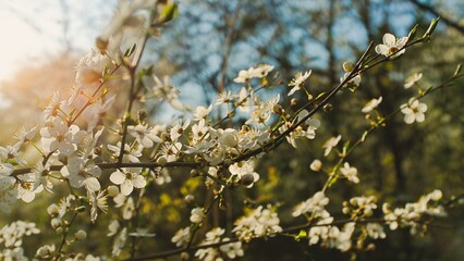 spring in the forest