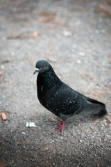 Pigeon dans une ville qui marche sur du gravier, il est de profil